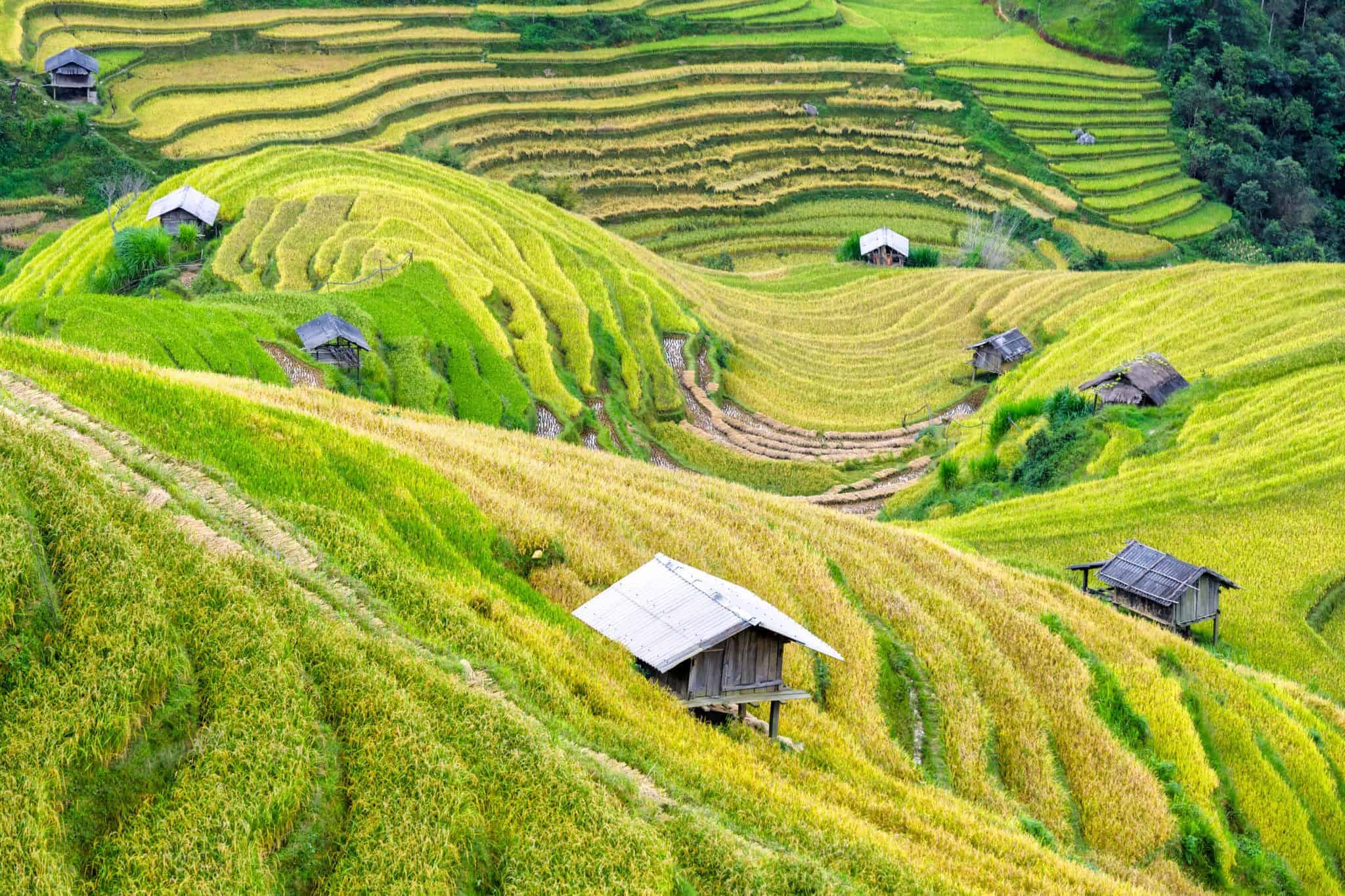 valle Mai Chau