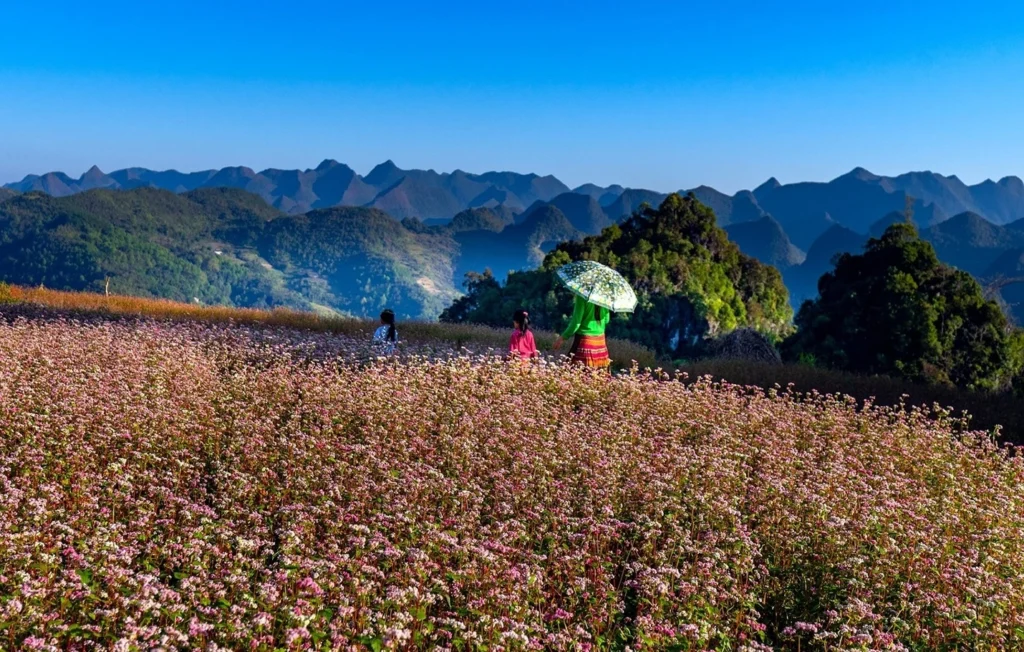Stagione dei fiori del grano saraceno - Ha Giang - Tour in Vietnam - Giro Asia Travel