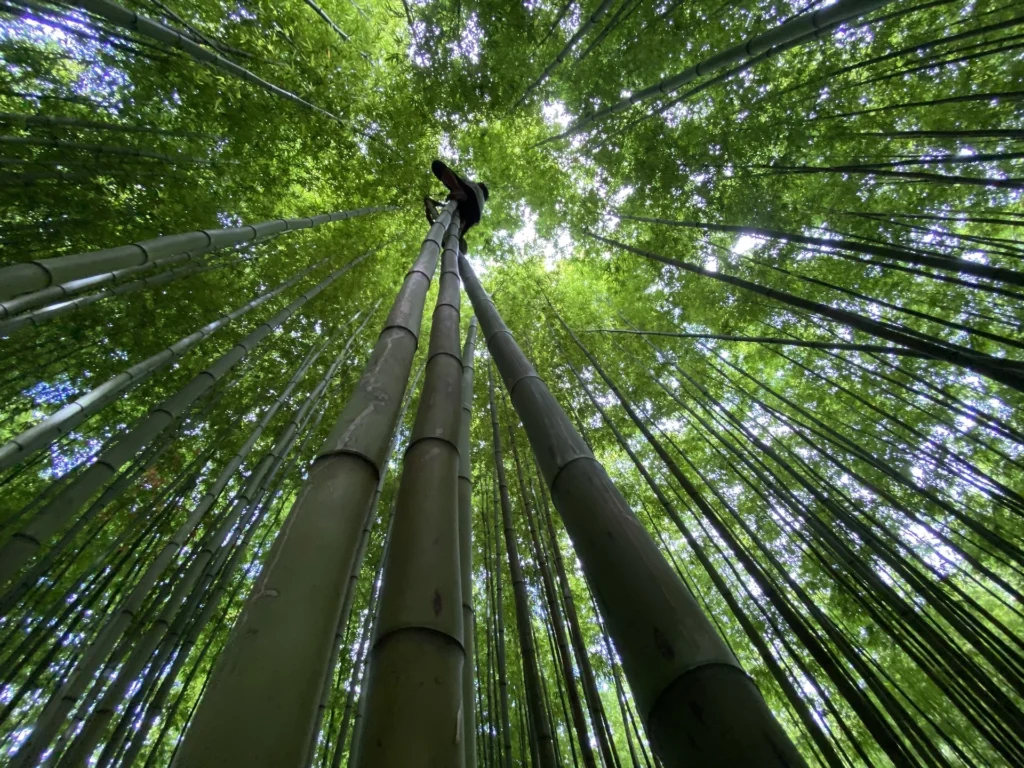 La foresta di bambù Na Hang Tua Chu - Mu Cang Chai