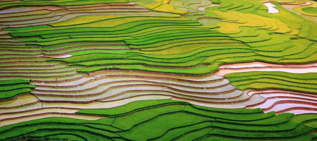 La stagione degli specchi d'acqua nelle risaie terrazzate.